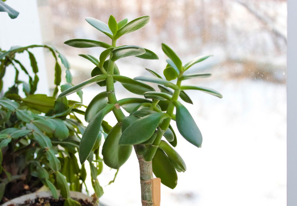 Learn to Get Your Houseplants By the Winter